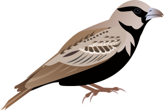 sparrow