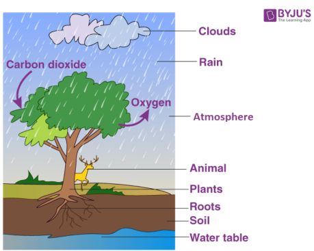 forests our lifeline