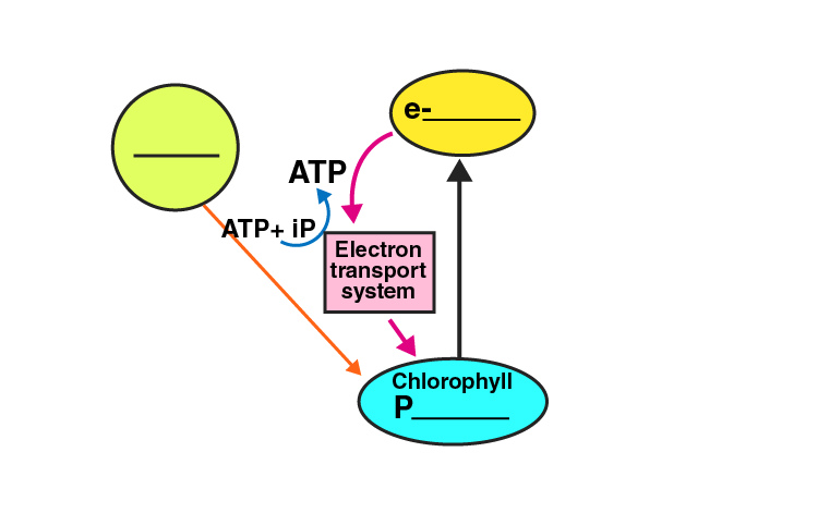 NCERT Exemplar Solution of Class 11 Biology Chapter 13 Photosynthesis in Higher Plants-2