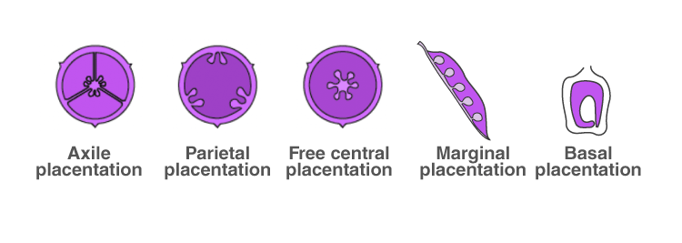 NCERT Exemplar Solutions of Class 11 Biology Chapter 6 Anatomy of Flowering Plants-3