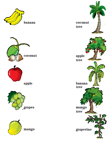 NCERT Solutions Class 1 English Unit 4 Story Mittu and the Yellow Mango - 5