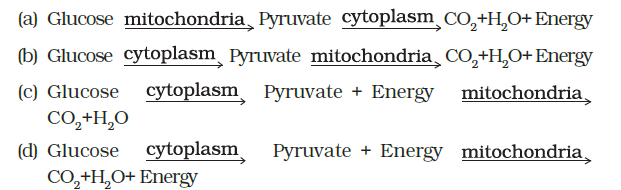 aerobic respiration