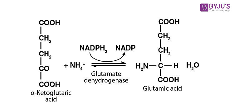NCERT Exemplar Solutions of Class 11 Biology Chapter 12 Mineral Nutrition-1