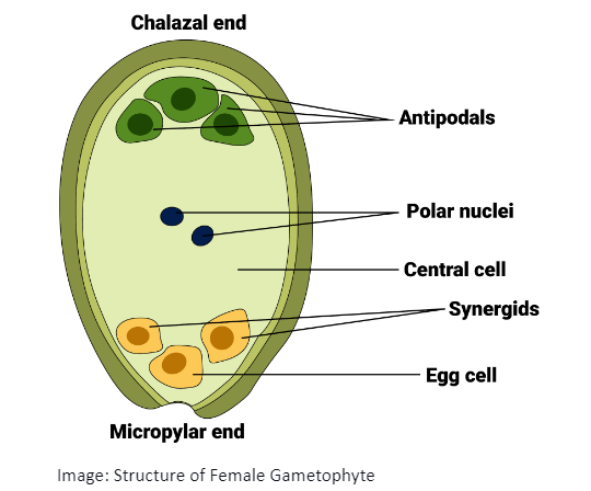 Structure of Female Gametophyte