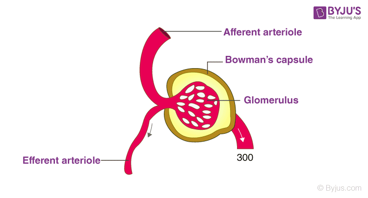 NCERT Exemplar Solution of Class 11 Biology Chapter 19 Excretory Products and their Elimination-3