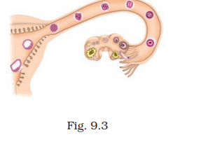 NCERT Exemplar Class 8 Science chapter 9 Solutions fig 6
